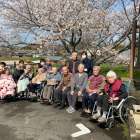 老健　今年のお花見の様子